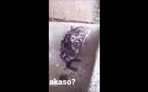 Ce rat qui se lave comme un humain dans un évier, fait des millions de vues en 24h
