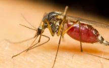 Pour dissuader un moustique de nous piquer, rien de mieux que d'essayer de l'écraser