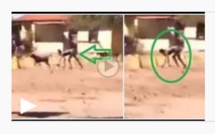 Vidéo: un être mi-humain, mi-chien repéré dans une localité du pays – Regardez !