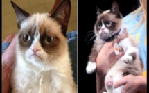 USA/Insolite: Un chat gagne 710 000 $ pour violation de droist d’auteur (Photos)