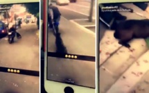 Ils se filment en train de traîner un chien en scooter, la police mobilisée