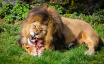 Un braconnier présumé dévoré par des lions en Afrique du Sud