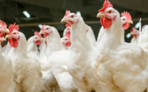 Abus de confiance : Le responsable commercial de la société Jaï laxmi, condamné à six de prison et à 35 millions à titre de dommages et intérêts