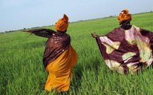 Sénégal : des récoltes au bout du fil