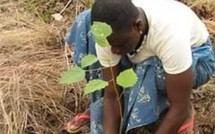 L’AGAD : RUFISQUE, VILLE-TEST : REBOISEMENT DE CINQUANTE  MILLIONS (50.000.000) D’ARBRES  A TRAVERS  LE PAYSPAR