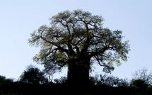 UNE TOUBAB AU PAYS DES BAOBABS