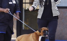 Kim Kardashian dépense 10 000 dollars pour ajouter des... faux testicules à son chien