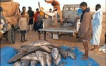 COLONEL BABACAR DIOP DIRECTEUR DU MARCHE A POISSON SUR LES ARRIERES DE SALAIRE : "Tout sera réglé d'ici peu"