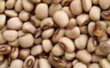 Niébé : L’ambition de passer de 89.000 à 450.000 tonnes