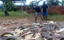 Indonésie : une foule en colère massacre près de 300 crocodiles