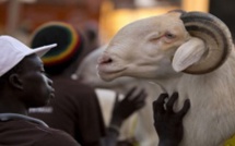 Tabaski 2018 : Risque de hausse des prix du mouton