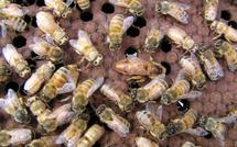 Un essaim  d’abeilles  fait 41 victimes  à Nioro