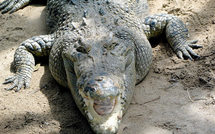 Un crocodile arrêté et mis en prison en Australie