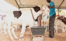 Il refuse de vendre son mouton "ladoum" à 52 millions FCFA