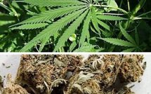 Cheikh Ndiaye blanchissait l’argent dans le « jaxaay » et le transport