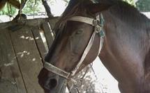 VOLS RÉPÉTÉS DE CHEVAUX DANS LE DÉPARTEMENT DE LINGUÈRE : Le cerveau du réseau arrêté, son frère et complice en fuite