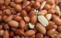 Commercialisation arachidiére : pas de campagne avant la Tabaski