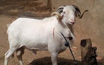 TABASKI 2010 : la fête prévue le 17 novembre au Senegal , Le ministre de l’Elevage va renforcer la sécurité dans les foirails •