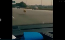 Vidéo insolite : Son mouton s’échappe, il le poursuit entre les voitures sur l’autoroute