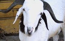 Tabaski : Y aura assez de moutons sur le marché