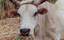 Tabaski – Mbour: pénurie de moutons: Ils se cotisent pour acheter des boeufs