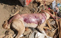 TROUVE EN TRAIN DE DEPECER UN CHIEN : Le «Boucher» dit avoir voulu prier sur la peau pour faire fortune