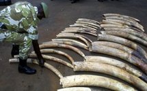 Trafic d'ivoire: 15 personnes arrêtées, 105 kg d'ivoire saisis au Gabon dont des Sénégalais