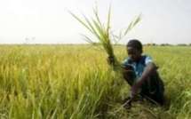 L’activité économique interne sénégalaise enregistre une croissance de 2,9 %