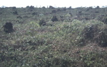 Litige foncier, enclavement, absence de ressources et inondations : Le cri de détresse des populations de Tivaouane Diacksao