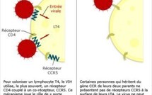 Un patient peut-être «guéri» du sida après une greffe