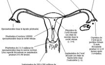Retrouver sa fécondité en se faisant violer