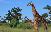 Un incendie ravage la réserve animalière de Bandia