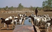 Kaolack : Les agriculteurs et les éleveurs exigent la criminalisation du vol de bétail