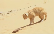 Vidéo : Mortal combat entre un Chat des sables et un Serpent du désert