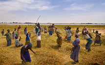 Sénégal: «La terre est notre seul espoir»