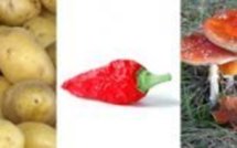 Le top 5 des aliments toxiques