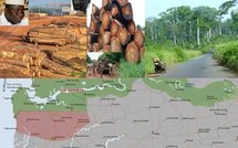 TRAFIC INTERNATIONAL DE BOIS EN CASAMANCE, VIA LA GAMBIE