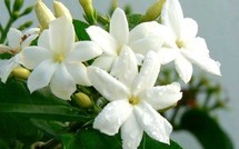 IL FLOTTE COMME UN PARFUM DE JASMIN SUR GALSEN!