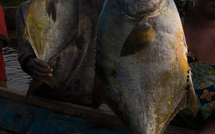 La pêche Sénégalaise en effervescence