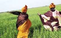 Agriculture : les fruits de la Goana