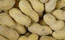 Marché de fourniture de semences : Une nébuleuse qui risque de plomber la campagne agricole 2010-2011