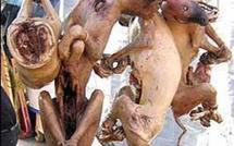 Kolda : la police met la main sur un vendeur de viande de chien