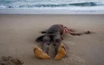 Le corps sans vie de pape Abdou Wade retrouvé sur la plage de Hamo 6