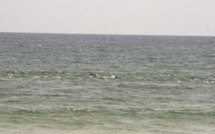 [Photo-Video] Quand baleines et dauphins s’invitent à l’Appel de Seydina Limamou Laye