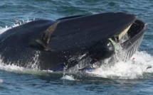VIDEO - Afrique du Sud : une baleine avale un plongeur avant de le recracher vivant