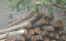 [Photos] Trafic d’arbres forestiers à la frontière Sénégalo-gambienne