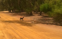ENQUETE !!! Silence, les Industries chimiques du Sénégal déciment le village de Khondio