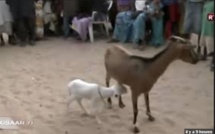 VIDEO - Incroyable mais vrai : Une chèvre accouche d’une agnelle à Gadaya