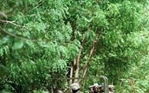 Le MFDC s’acharnent sur les villageois