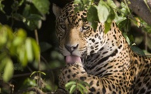 Elle tente un selfie avec un jaguar et manque de perdre une main